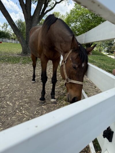 Norview Farm Park - King of Prussia, PA