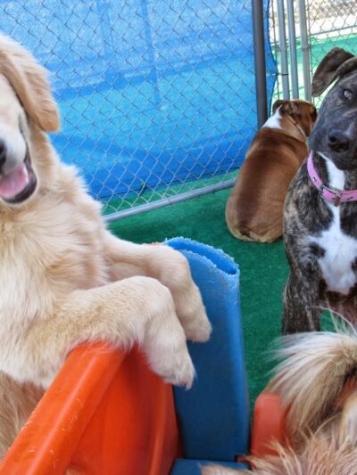 Perfect Pooch - King of Prussia, PA