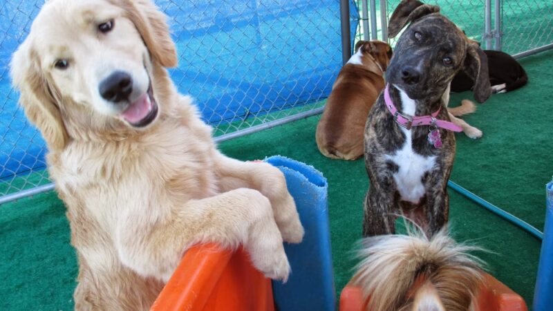 Perfect Pooch - King of Prussia, PA