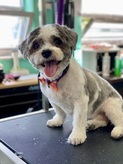 Perfect Pooch - King of Prussia, PA