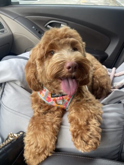 Perfect Pooch - King of Prussia, PA