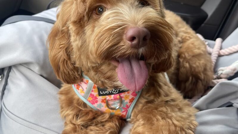 Perfect Pooch - King of Prussia, PA