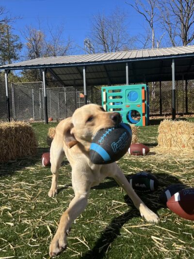 Perfect Pooch - King of Prussia, PA