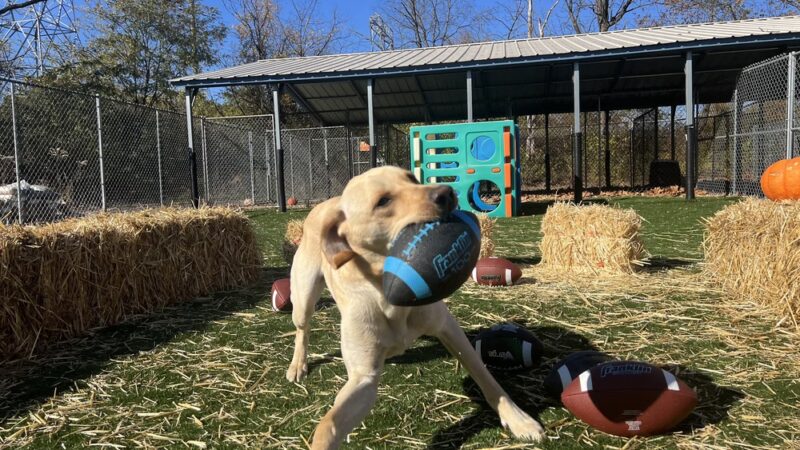 Perfect Pooch - King of Prussia, PA