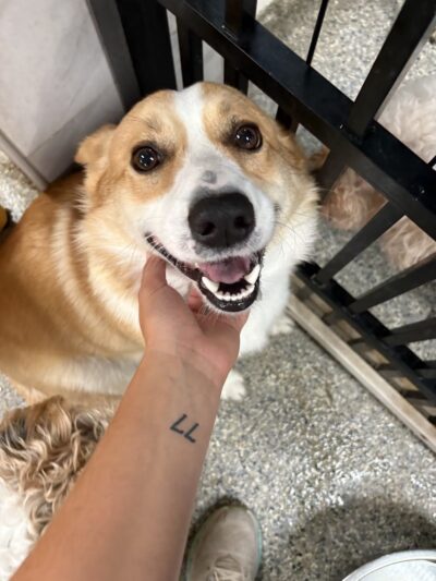 Playtime Pet Resort - King of Prussia, PA