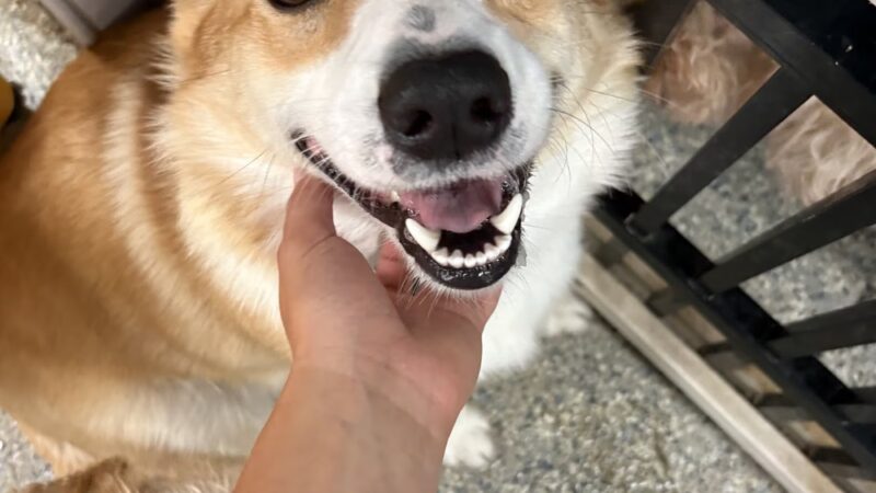 Playtime Pet Resort - King of Prussia, PA