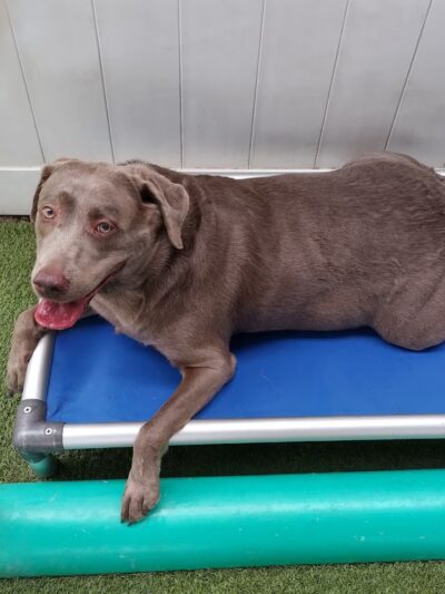 Playtime Pet Resort - King of Prussia, PA