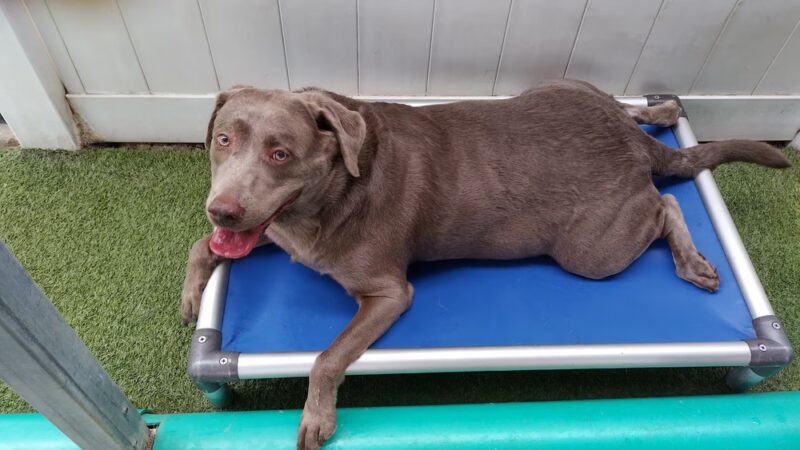 Playtime Pet Resort - King of Prussia, PA