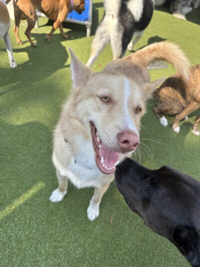 Playtime Pet Resort - King of Prussia, PA