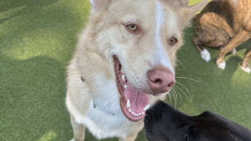 Playtime Pet Resort - King of Prussia, PA