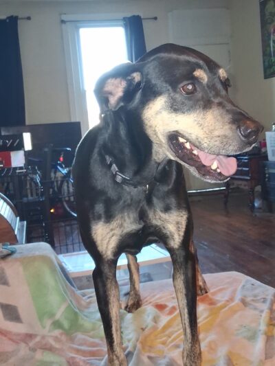 Playtime Pet Resort - King of Prussia, PA