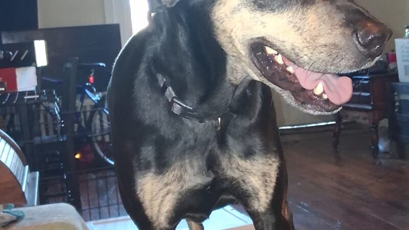 Playtime Pet Resort - King of Prussia, PA