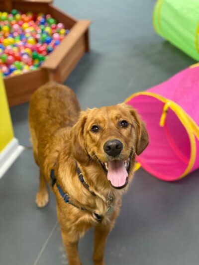 Snout Town - King of Prussia, PA