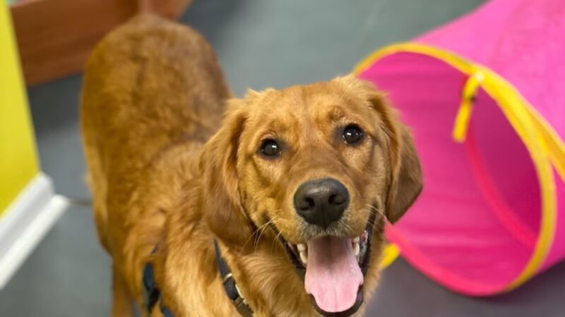 Snout Town - King of Prussia, PA