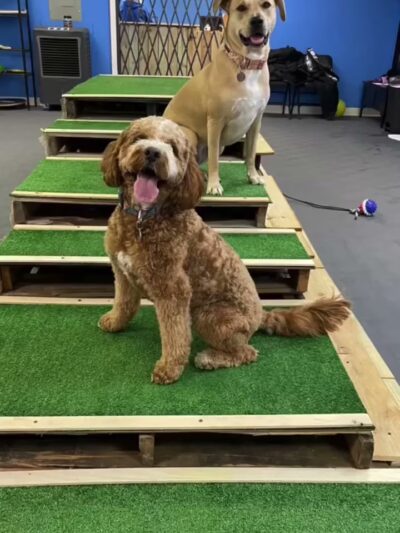 Snout Town - King of Prussia, PA