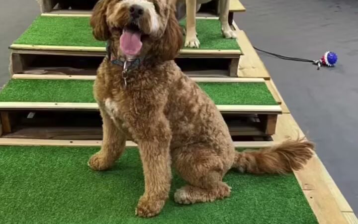 Snout Town - King of Prussia, PA