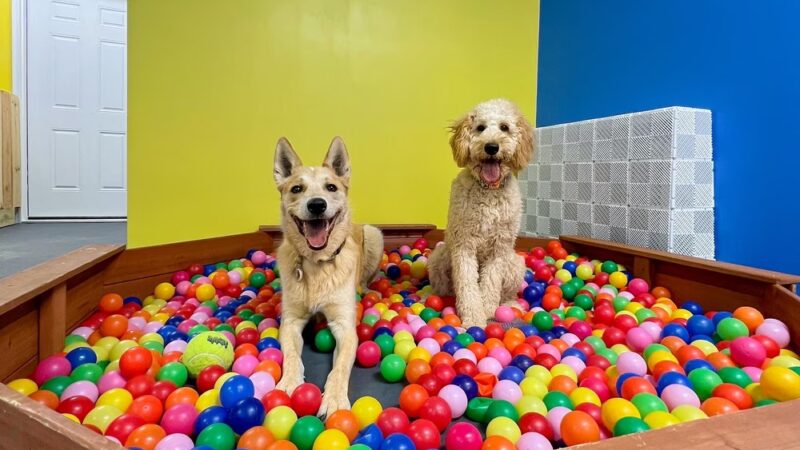 Snout Town - King of Prussia, PA