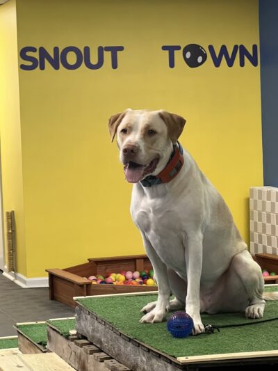 Snout Town - King of Prussia, PA