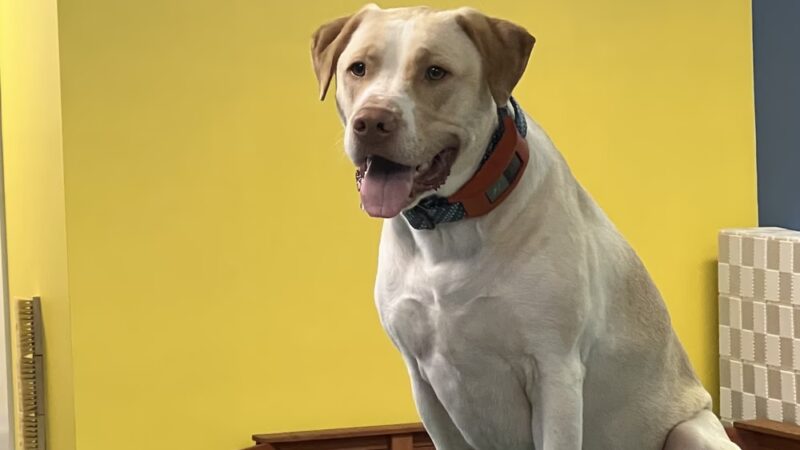 Snout Town - King of Prussia, PA