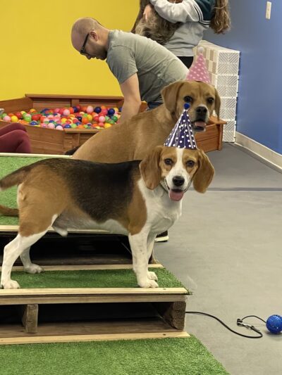 Snout Town - King of Prussia, PA