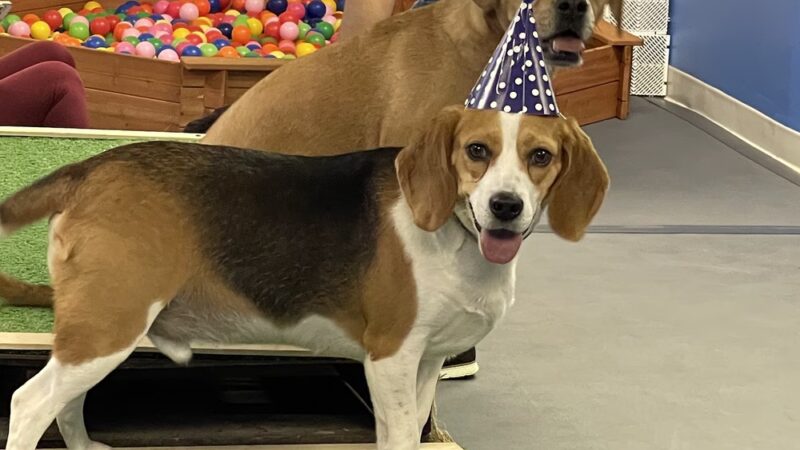 Snout Town - King of Prussia, PA