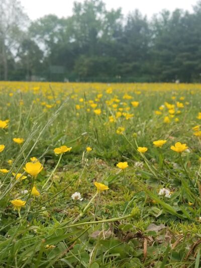 Kingston School Park - Kingston, NJ