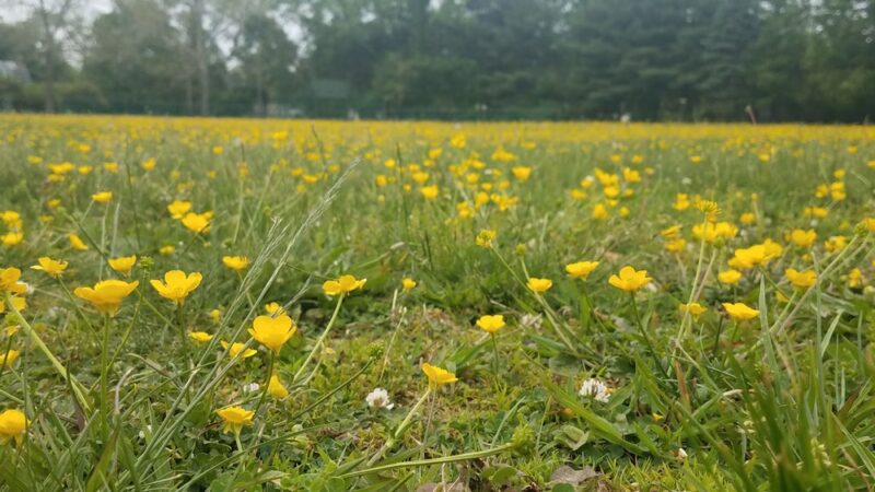 Kingston School Park - Kingston, NJ
