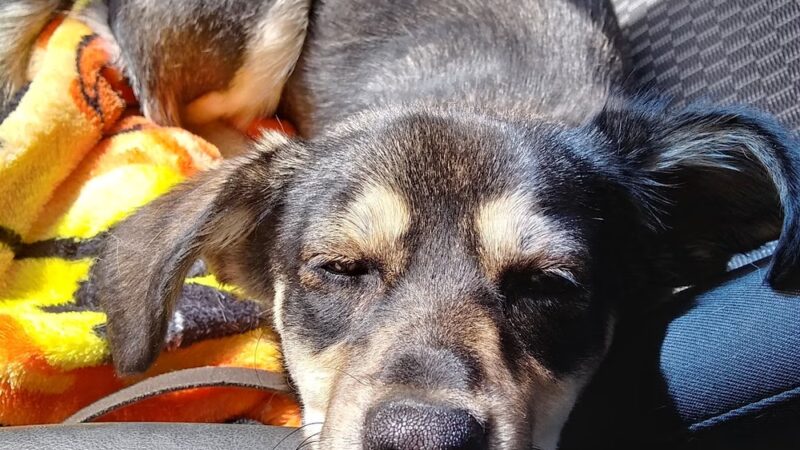 Preston County Animal Shelter - Kingwood, WV