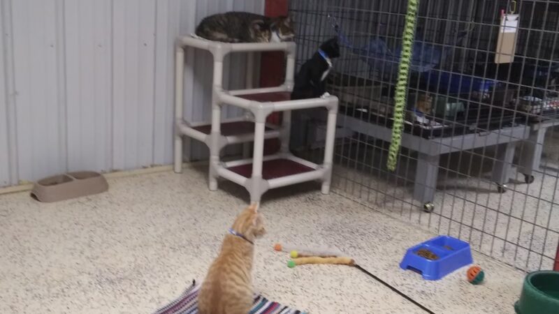 Preston County Animal Shelter - Kingwood, WV