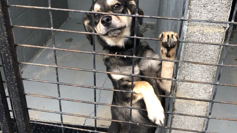 Preston County Animal Shelter - Kingwood, WV