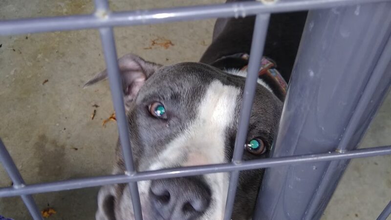 Preston County Animal Shelter - Kingwood, WV