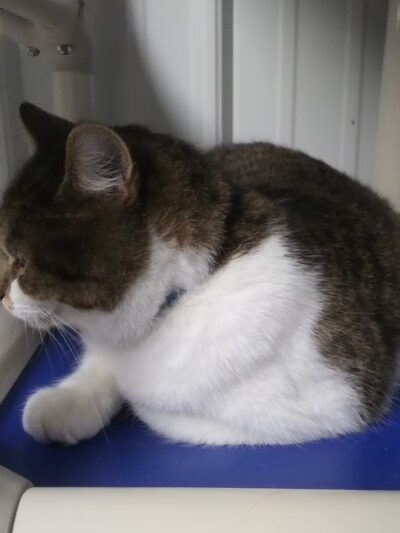 Preston County Animal Shelter - Kingwood, WV