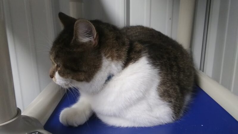 Preston County Animal Shelter - Kingwood, WV