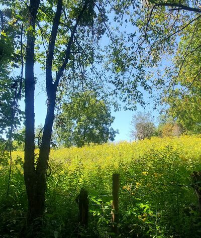 WV Northern Rail-Trail: Kingwood Trailhead Park - Kingwood, WV