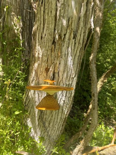 WV Northern Rail-Trail: Kingwood Trailhead Park - Kingwood, WV