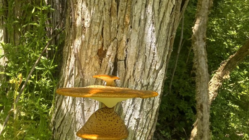 WV Northern Rail-Trail: Kingwood Trailhead Park - Kingwood, WV