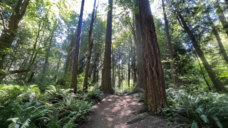 Edith Moulton Park - Kirkland, WA