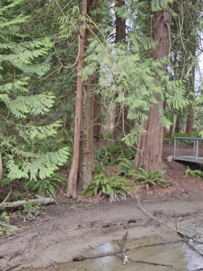 Edith Moulton Park - Kirkland, WA