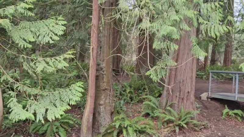 Edith Moulton Park - Kirkland, WA