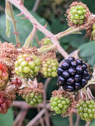 Central Way Plaza Bark Park - Kirkland, WA