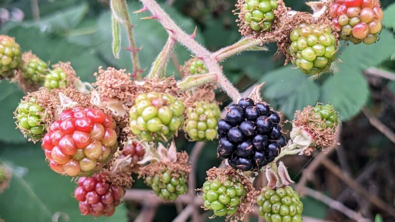 Central Way Plaza Bark Park - Kirkland, WA