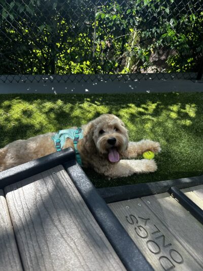 Central Way Plaza Bark Park - Kirkland, WA