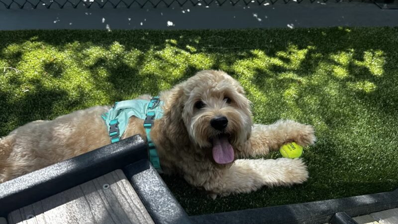 Central Way Plaza Bark Park - Kirkland, WA