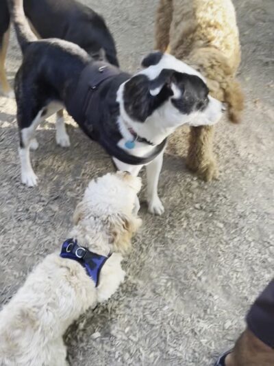 Edith Moulton Off Leash Area - Kirkland, WA