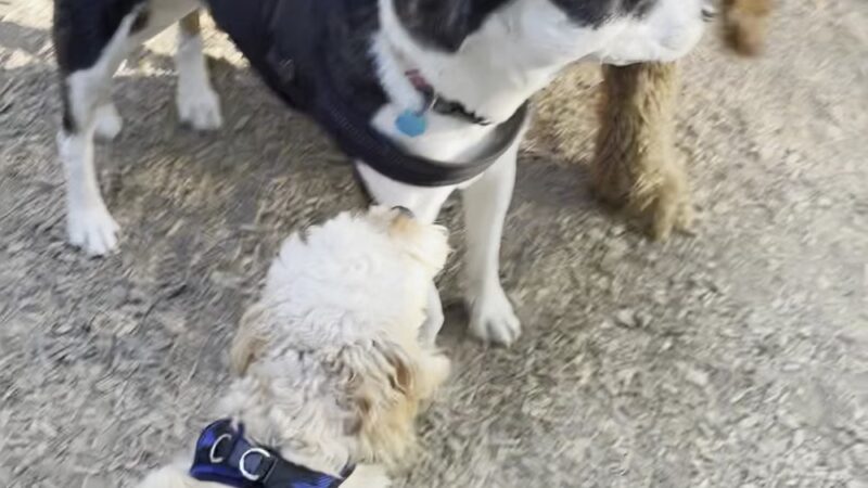 Edith Moulton Off Leash Area - Kirkland, WA