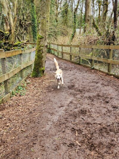 Edith Moulton Off Leash Area - Kirkland, WA