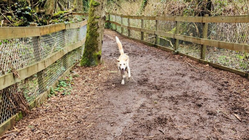 Edith Moulton Off Leash Area - Kirkland, WA