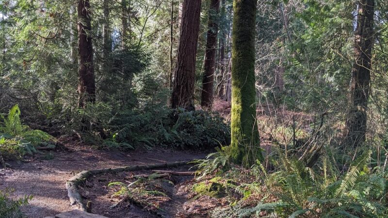 Edith Moulton Off Leash Area - Kirkland, WA