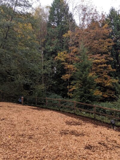 Jasper's Dog Park - Kirkland, WA