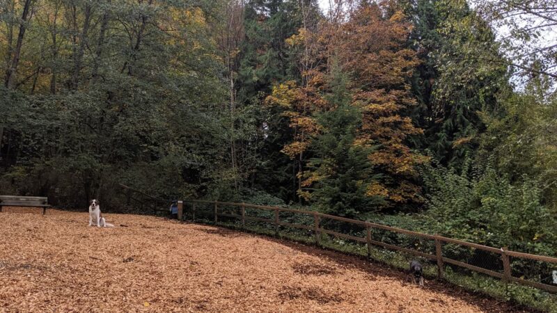 Jasper's Dog Park - Kirkland, WA